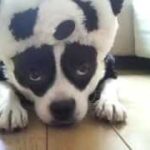 Panda Dog　French Bull ×Pomeranian　　mix パンダ犬