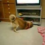 おやつがテレビの下に転がった！大騒ぎする犬　　　shiba inu 柴犬動画