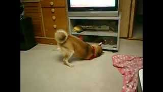 おやつがテレビの下に転がった！大騒ぎする犬　　　shiba inu 柴犬動画