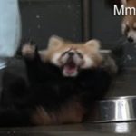 Red Panda Baby surprise !〜びっくりしてひっくり返る赤ちゃんレッサーパンダ