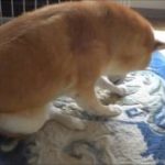 寝床をつくる犬　  　　　　　　　　  　shiba inu 柴犬動画 video　癒し