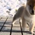 ぬいぐるみのように超可愛い子犬の動画集！癒し動画