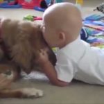【笑える】可愛いすぎる赤ちゃんと犬の仲良しハプニング動画