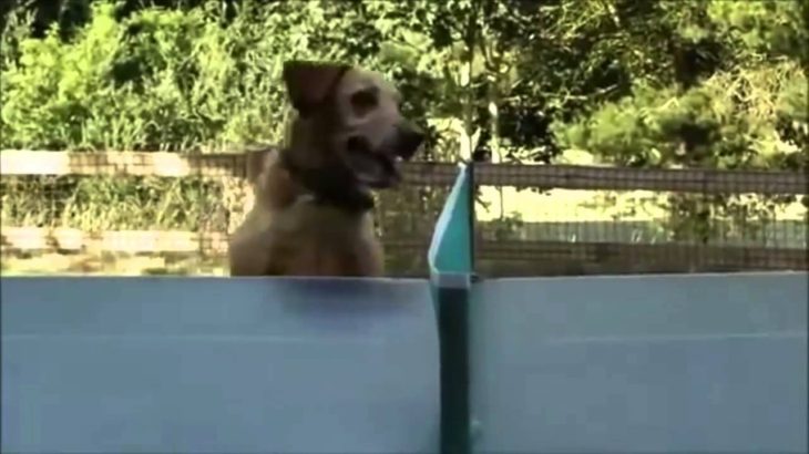 犬おもしろ『卓球が気になってしょうがないわんちゃん』可愛すぎます（笑）