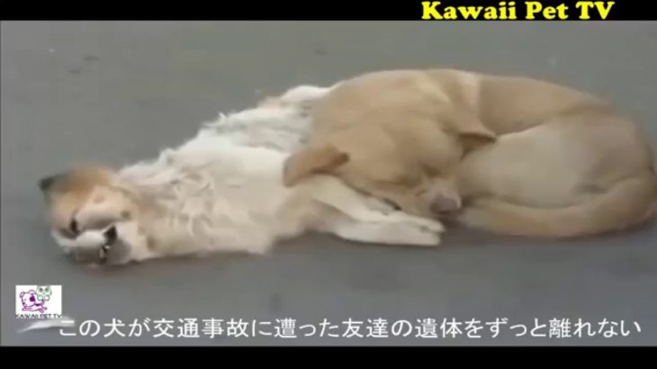 泣けるほど感動した動物の動画 ●この動画を見たら、泣かない人がいないだろう！