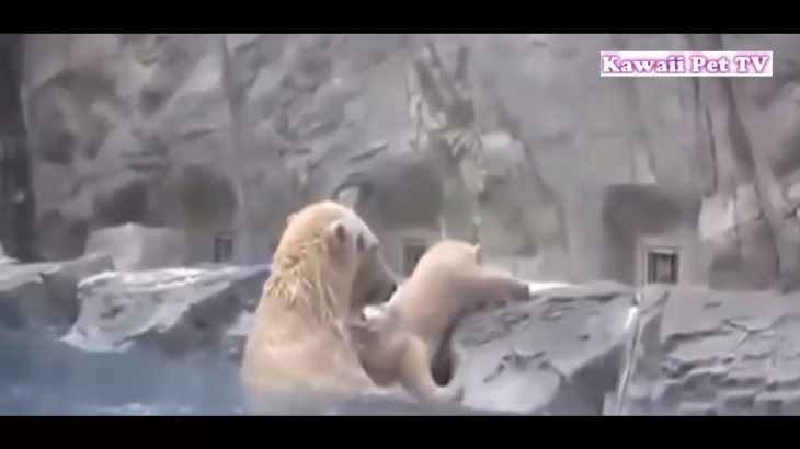 「泣ける感動動物」動物が他の動物の命を救う動画集●勇敢な犬,猫,熊……