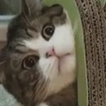 【動物おもしろ】爆笑ハプニングGIF動画【癒し】