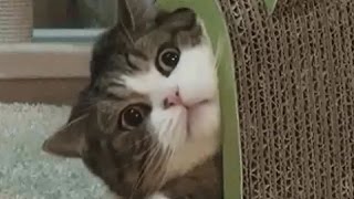 【動物おもしろ】爆笑ハプニングGIF動画【癒し】