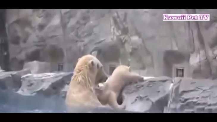 「泣ける感動動物」動物が他の動物の命を救う動画集●勇敢な犬,猫,熊