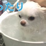 犬のチワワお風呂が大好きです！/Dog Chihuahua I love bathing!