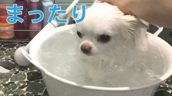 犬のチワワお風呂が大好きです！/Dog Chihuahua I love bathing!