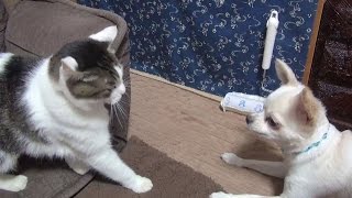【猫とチワワのやり取りがオモシロい】The exchange of Nora and Koo is interesting.