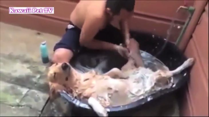 「最高におもしろ犬」 かわいいゴールデンレトリバーのハプニング, 失敗動画集