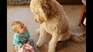 「かわいい犬」初めて人間の赤ちゃんに会った犬の反応が超面白い