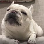 可愛い、おもしろい犬フレンチブルドッグの動画。1発目から癒してくれます。2017③