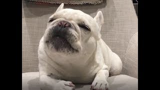 可愛い、おもしろい犬フレンチブルドッグの動画。1発目から癒してくれます。2017③