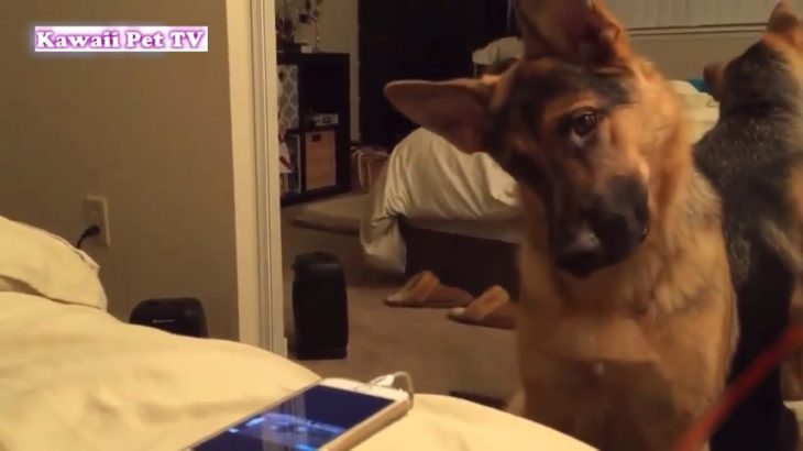 かわいいジャーマンシェパード犬の超おもしろいハプニング、動画集