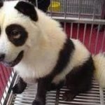 犬なのか、パンダなのか？犬のパンダっぷりが凄い♡～Dog panda sore is amazing.