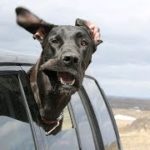 「絶対笑う」最高におもしろ犬のハプニング, 失敗動画集・かわいい犬