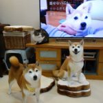 柴犬いちご テレビCM第２弾 記念撮影 Shiba Inu and  Cat