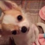【カワイイ】思わずにやける犬のおもしろ・癒される動画まとめ