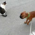 初めての猫パンチで焦るボクサー犬　A cat says that I am not “defeated by you”.
