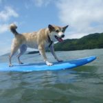【犬のおもしろ動画】初めてのサーフィン　Surfing Dog