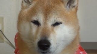 お腹すいたと知らせる犬  　　　　　　　 shiba inu かわいい柴犬動画