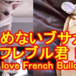 可愛い、おもしろい、ブサカワ　フレンチブルドッグの動画。【かわいい、面白、驚き、ブサカワ犬猫動画】