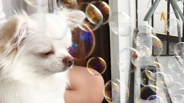シャボン玉を初めて見た犬のチワワはどんな反応をする？Soap bubbles and dogs！What reaction will you do?