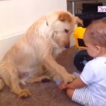 「かわいい犬」初めて人間の赤ちゃんに会った犬の反応が超面白い #2