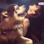 「おもしろ犬 」可愛くておもしろ犬のハプニング動画集・思わずに笑っちゃう犬の動画 #33