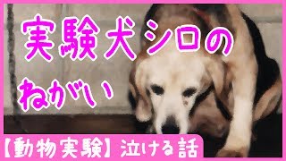【動物実験】 実験犬シロのねがい – 泣ける話
