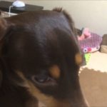ミニチュアダックスフンド ビックリする犬！Dog miniature Dachshund surprised!『ミニチュアダックス3姉妹物語』
