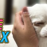 【マッサージされる犬】チワワの気持ちカワイイ～顔！/【Dog to be massaged】 Request Chihuahua! It feels good