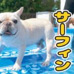 【かわいい・おもしろ犬動画】 犬だってサーフィンやるんだぜぇ！[cute&funny dog videos]　2016.08.03