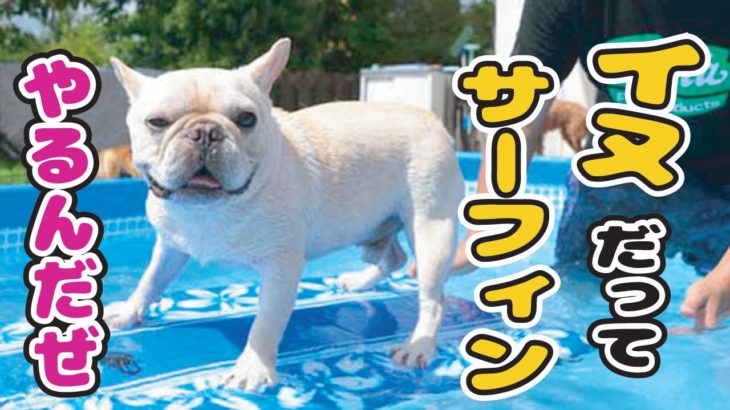 【かわいい・おもしろ犬動画】 犬だってサーフィンやるんだぜぇ！[cute&funny dog videos]　2016.08.03