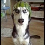 笑わないようにしてください！面白いハスキー犬のハプニング特集 1