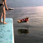 怖がりなコーギー犬が思い切って海にジャンプ！