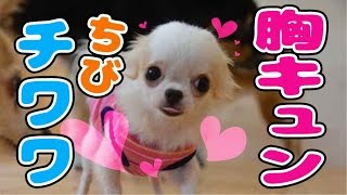 【特集】胸キュンの超かわいいチワワが遊ぶよ！Super cute chihuahua!