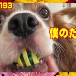 おもしろ可愛いキャバリア犬とおしゃべりセキセイインコぴーちゃん193