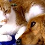 犬の看病に疲れた猫　今度は犬が猫を優しく見守る　猫と犬の愛情物語  Cat and Dog Friendship. A heart Touching Story.