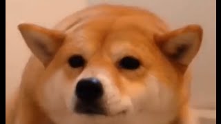 ダントツで可愛い！おもしろい！15秒で癒される柴犬（Shiba Inu) 2016 10連発⑨