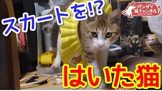 【猫おもしろかわいい】スカートをはいた猫！？シャワーキャップを噛みまって遊ぶ猫。