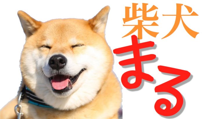 人気沸騰アイドル犬【柴犬まる】かわいすぎ！飼い主との日常をスクープ shibainu MARU