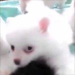 可愛い子犬　子犬のポメラニアンの群れがカワイイ Cute puppy Pomeranian