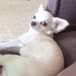 【チワワのくーの笑えるオモシロ可愛いしぐさ】Interesting gesture of Chihuahua