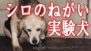 泣ける話 【動物】 実験犬シロのねがい 【実話】