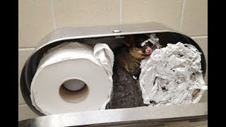 トイレットペーパーでカワイイ動物が巣を作っていて、清掃員ビックリ！