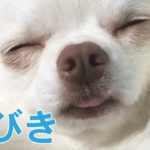 【犬】可愛いチワワ「いびき」/Chihuahua’s cute “Ibiki”